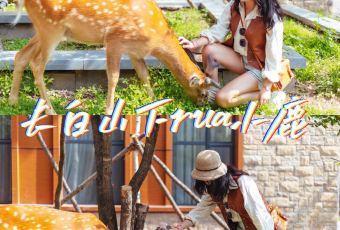 长白山吉视传媒铂尔曼度假酒店·大堂吧 User Photo