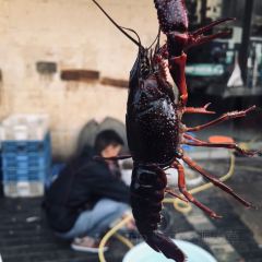 LOBSTER MONSTRE 여행 사진