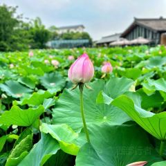Xue Tao · In the Yard User Photo