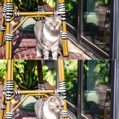 猫台咖啡 User Photo