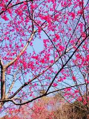 同安造水村櫻花園