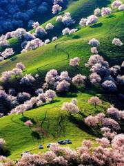 Wild Apricot Forest, Xinghuagou