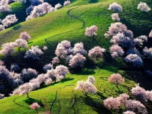 Wild Apricot Forest, Xinghuagou