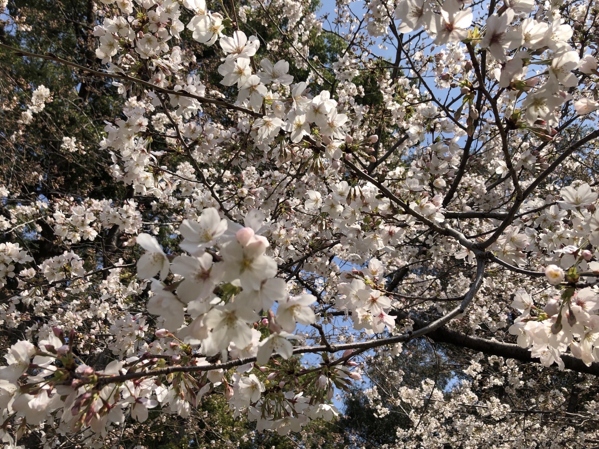 鶴舞公園旅遊攻略指南 鶴舞公園評價 鶴舞公園附近推薦 Trip Com