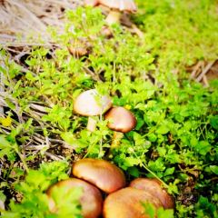 菌小妹庭院私廚張用戶圖片