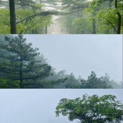 健忠灵山酒酿 User Photo