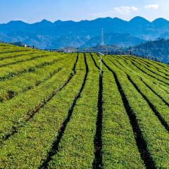伍家台貢茶張用戶圖片