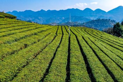 伍家台贡茶(兴隆大道店)