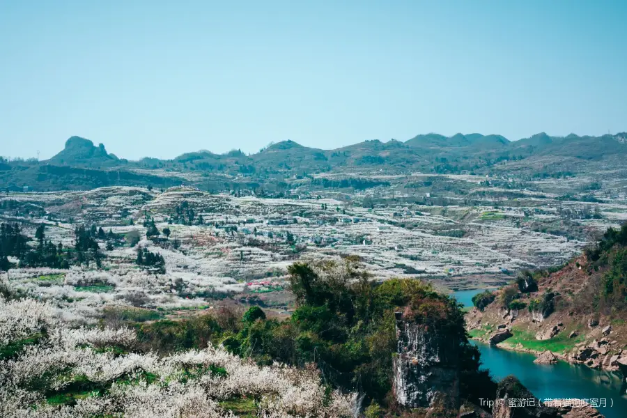 凹河萬畝櫻桃園