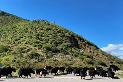 Maleka Tibetan Restuarent