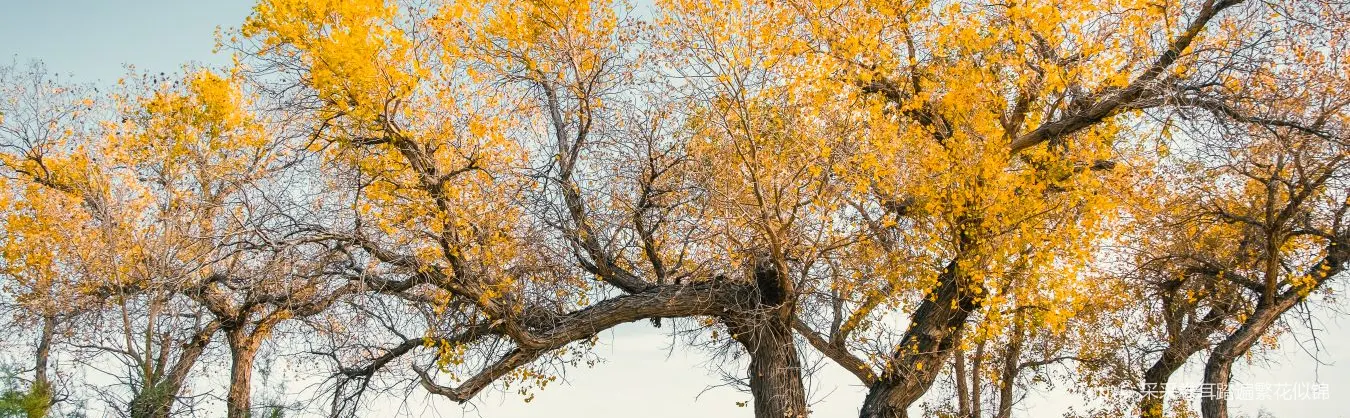 Fall Viewing Attractions
