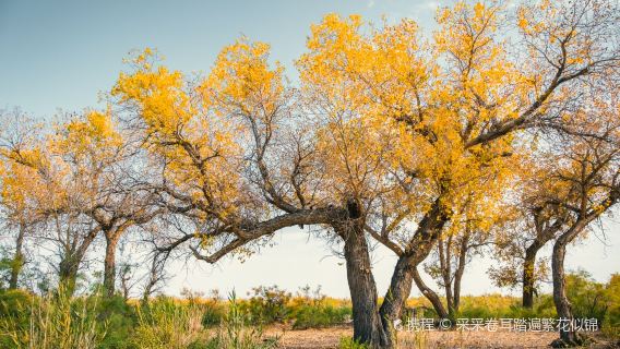 Primitive Populus Euphratica Forest