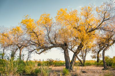 Primitive Populus Euphratica Forest