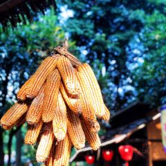 TU ZAO REN JIA CHAIHUO CHICKEN User Photo