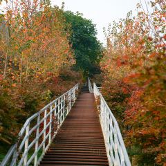 柒月麓山 여행 사진