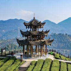 伍家台貢茶張用戶圖片