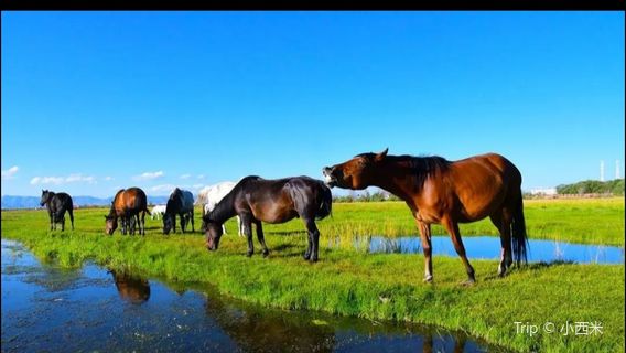 Hequ Horse Racing Grassland