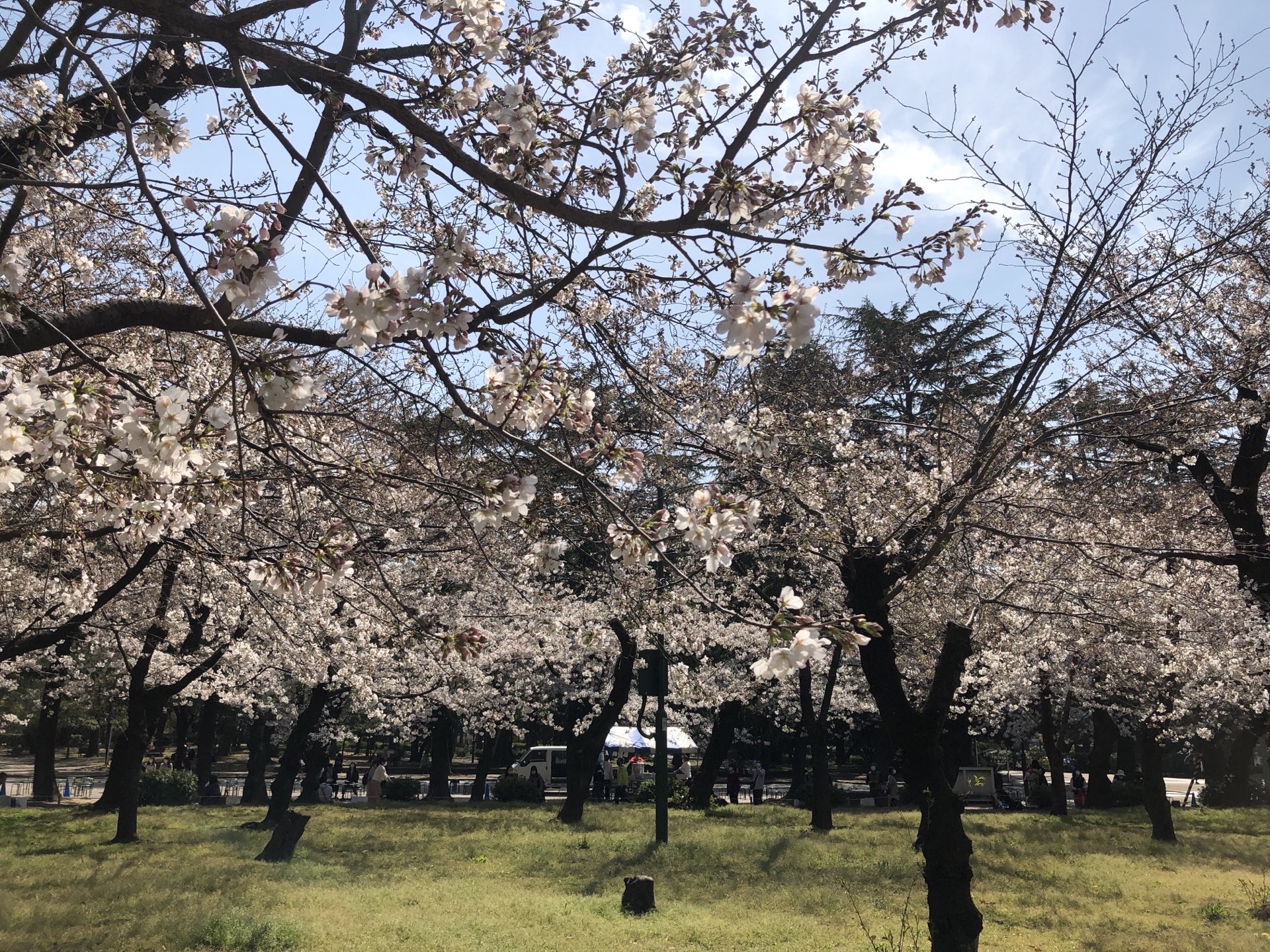 鶴舞公園旅遊攻略指南 鶴舞公園評價 鶴舞公園附近推薦 Trip Com 鶴舞公園旅遊攻略指南 鶴舞公園評價 鶴舞公園附近推薦 Trip Com