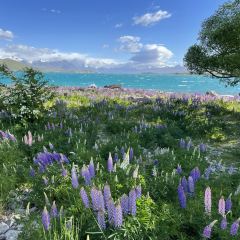 lake tekapo tavern張用戶圖片