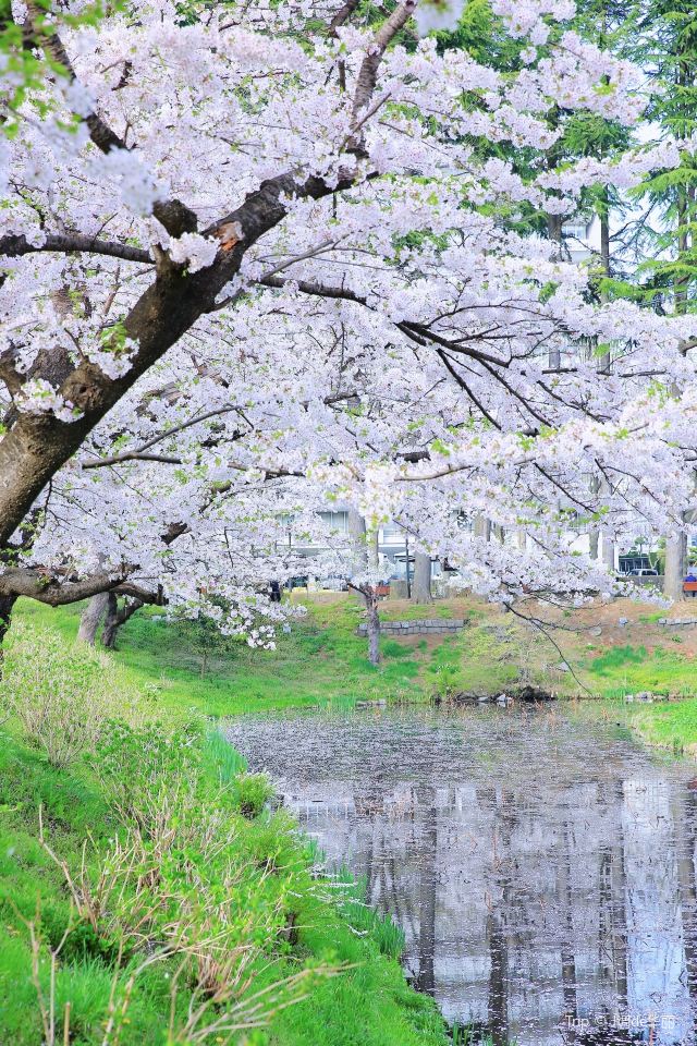 Ishiwarizakura