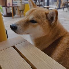Shuzaoshe Coffee User Photo