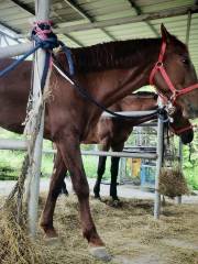 Hermes Manor Horse-riding Yard