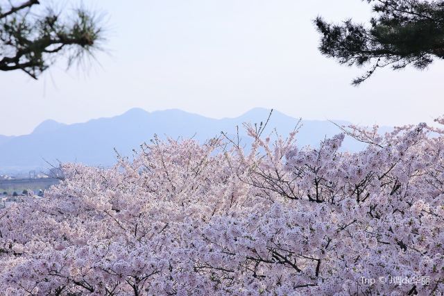 Ishiwarizakura