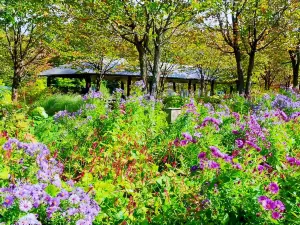 Tokachi Millennium Forest