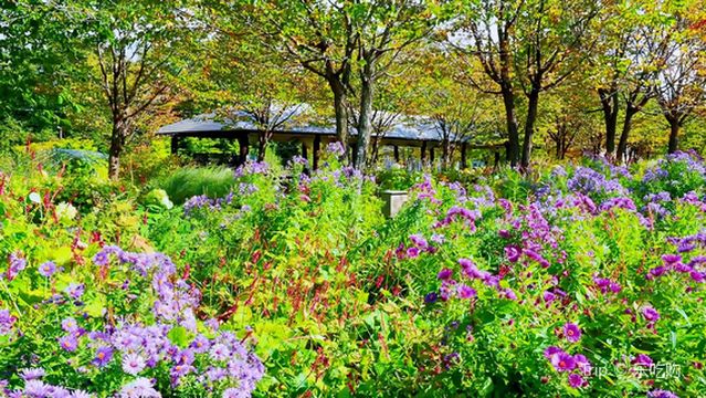 Tokachi Millennium Forest