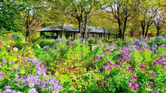 Tokachi Millennium Forest