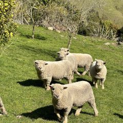 Tussock Hill Vineyard and Cellar Door Restaurant 여행 사진