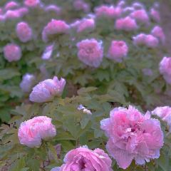 Caozhoumudanyuanhong Soup Lamb Restaurant User Photo