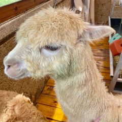 馬路隔壁羊駝咖啡BAR張用戶圖片