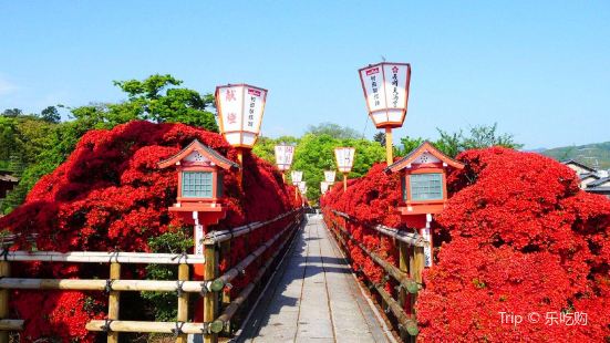  長岡天滿宮，是日本霧島杜鵑盛開的名所，每年5月花期將至時，