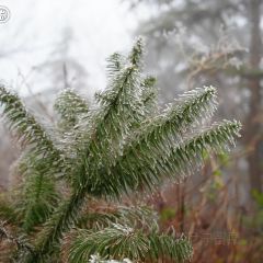 海东万枫酒店·自助餐厅 User Photo