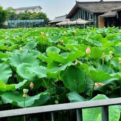 Xue Tao · In the Yard User Photo