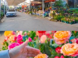 八一花卉基地
