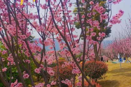 百花家园馨逸音乐餐厅