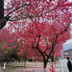 湖乡苗家乐 User Photo