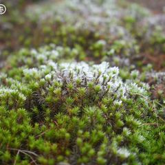 海东万枫酒店·自助餐厅 User Photo