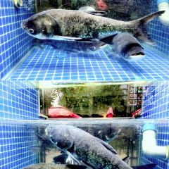 鱼公馆(千岛湖店) User Photo