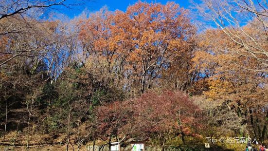 終有一日你行過黃泉得見八百里紅花株株情根深種只是，那第一朵曼