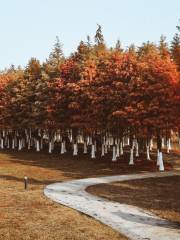 International Friendship Forest of Songya Lake