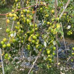野趣園8號庭院張用戶圖片