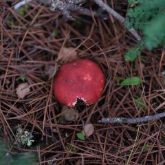 画山藏餐 User Photo