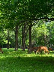 Huangjia Luyuan Caoshi Zoo (xunyangshifanjidi)