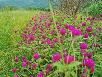 广州探云田居民宿 - 花园