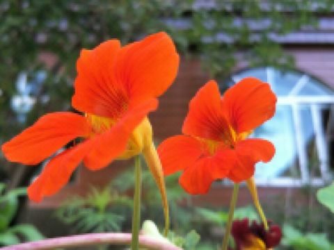 塔尔寺谈吧龙哇佛缘客栈 - 花园