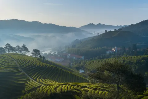 Wuyishan Jiaye Shanshe (Fulian Tea Manor Store)
