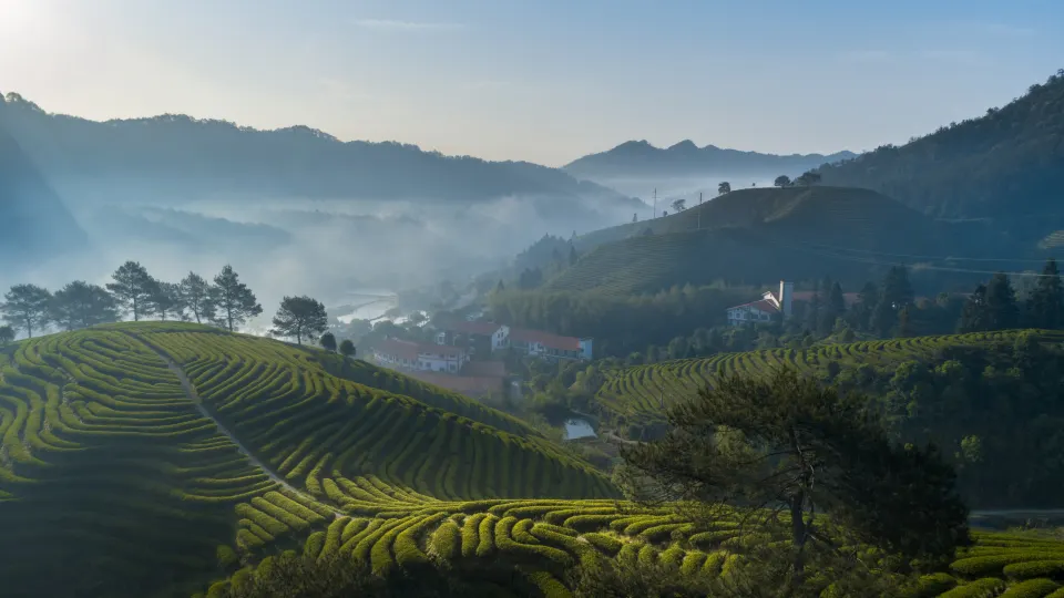 Wuyishan Jiaye Shanshe (Fulian Tea Manor Store)